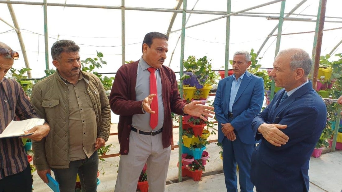 صور: البصرة تنجح بإنتاج فراولة غريبة الشكل تشبه التمر.. وكل شتلة تحمل كيلو!