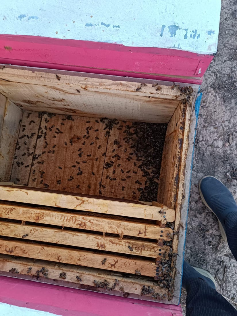 هۆكارێكی نادیار 85 سندوق مێشى له‌ گوندێكی گه‌رمیان له‌ناو بردووه‌