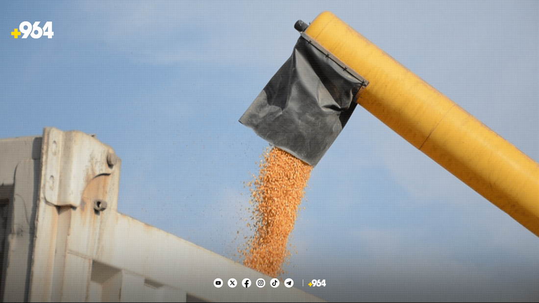 لە سنووری بەردەڕەش دروێنەی گەنمە شامی دەستیپێکرد