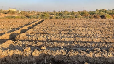 صور من “مزيرعة”: موسم “الباميا” الثاني بدأ والزبائن ينتظرون محصول “الديرة”