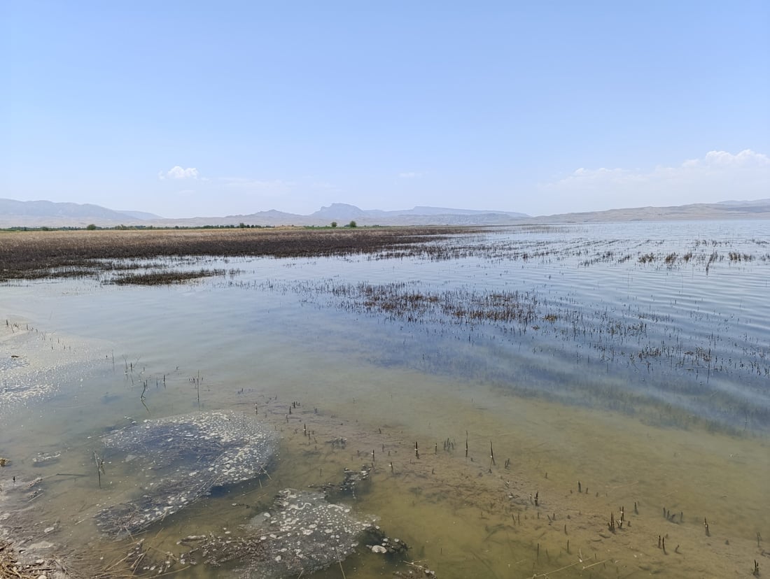 ئه‌مساڵ به‌ته‌ماى شووتى و خه‌یارى به‌حره‌كه‌ مه‌بن