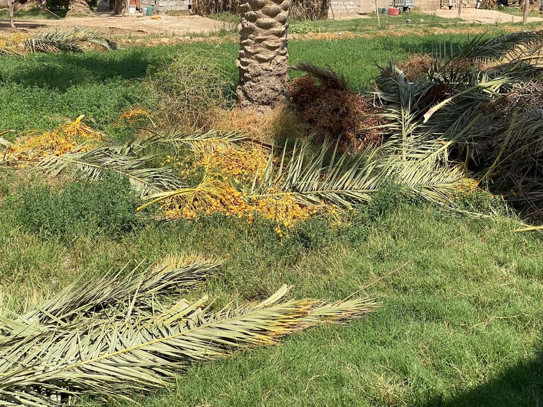 صور: أبو غريب تشكر السماء بعد گصاص التمور.. أفضل بكثير من العام الماضي