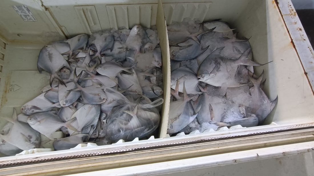 صور: عواصف “البارح” انتهت والأسماك عادت إلى الفاو.. 500 كغم زبيدي