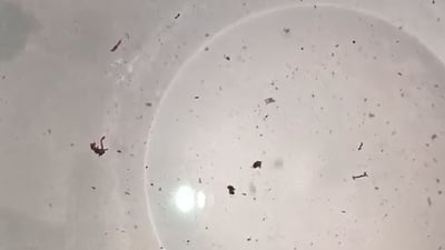 روونکردنەوە لەسەر لێڵی و پیسبوونی ئاوی شارەزوور دەدرێت