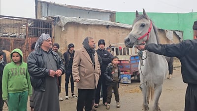 مزاد خيول الموصل.. من بغداد أهم الزبائن وحصان الأهواز مطلوب