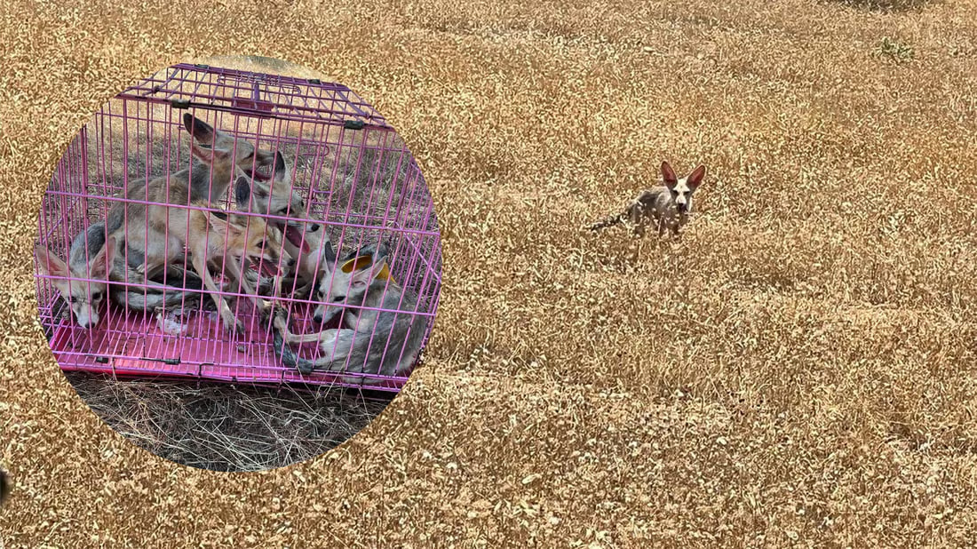 يشتري الثعالب من الناس ويطلق سراحها مع الصقور في طبيعة أربيل