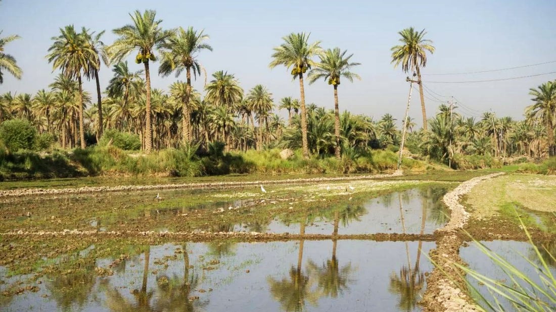 صور: المزارعون يبذرون “اليابس” في النجف.. موسم “الشلب” يحاول التكيف مع الجفاف