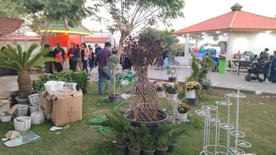 لە فێستیڤاڵی بازاڕی کەلار دارێکی قاوە نمایش کراوە بایی یەک ملیۆن دینارە