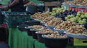First Basra dates hit markets amid high prices and water-related challenges