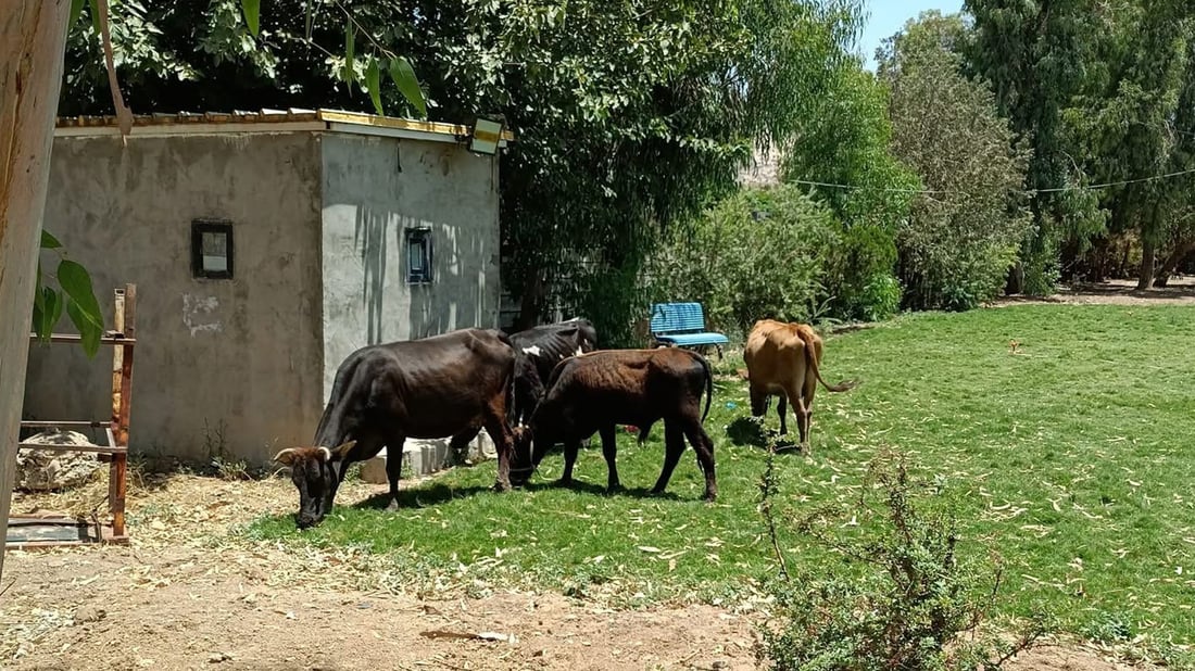 ئاژەڵی ماڵی لە تەکیە دار و پاشماوەی کۆڵانەکان دەخۆن