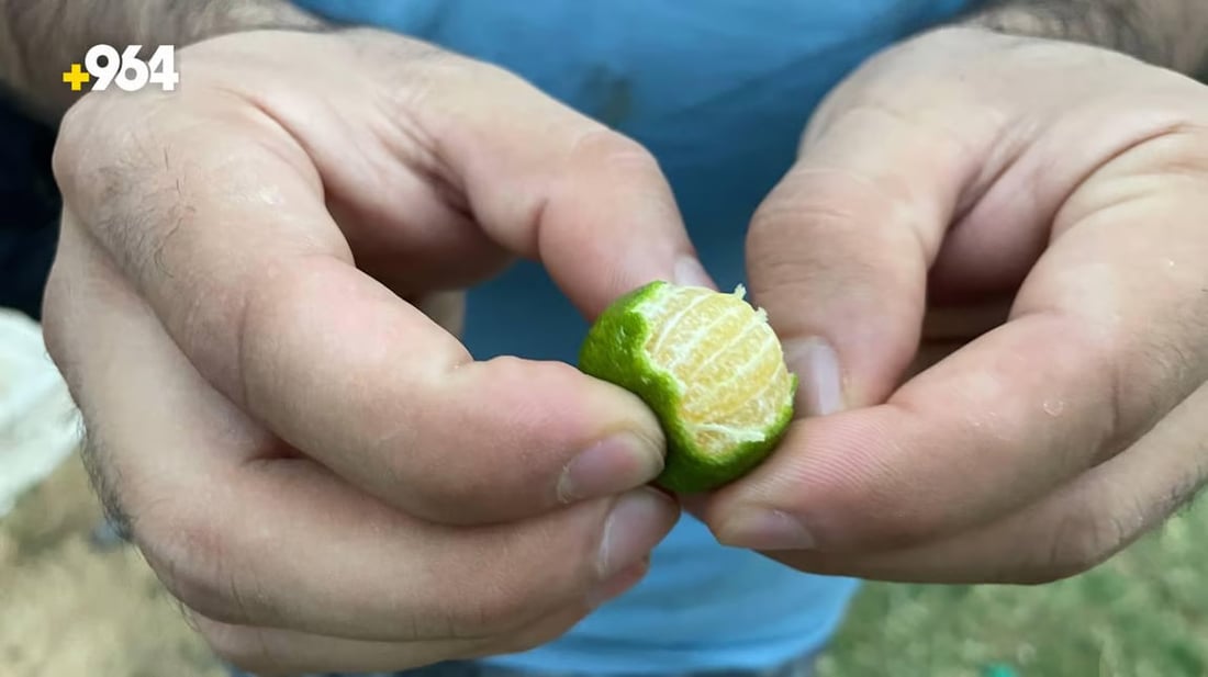 964mediaصورة من منصة (شبكة): 