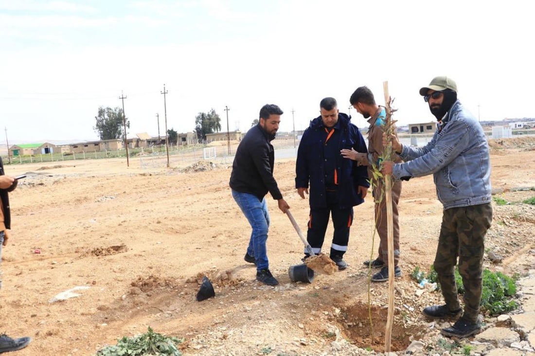 سنجار تزرع 200 شجرة أوكالبتوس.. من حي “روژهلات” إلى “تل القصب”