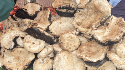 قارچکەکەی پێنجوێن لە سلێمانی بازاڕی گەرمە