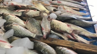 سۆران به‌ پڕۆژه‌ى ماسی ده‌وره‌ دراوه‌ و زۆربه‌یان نافه‌رمین