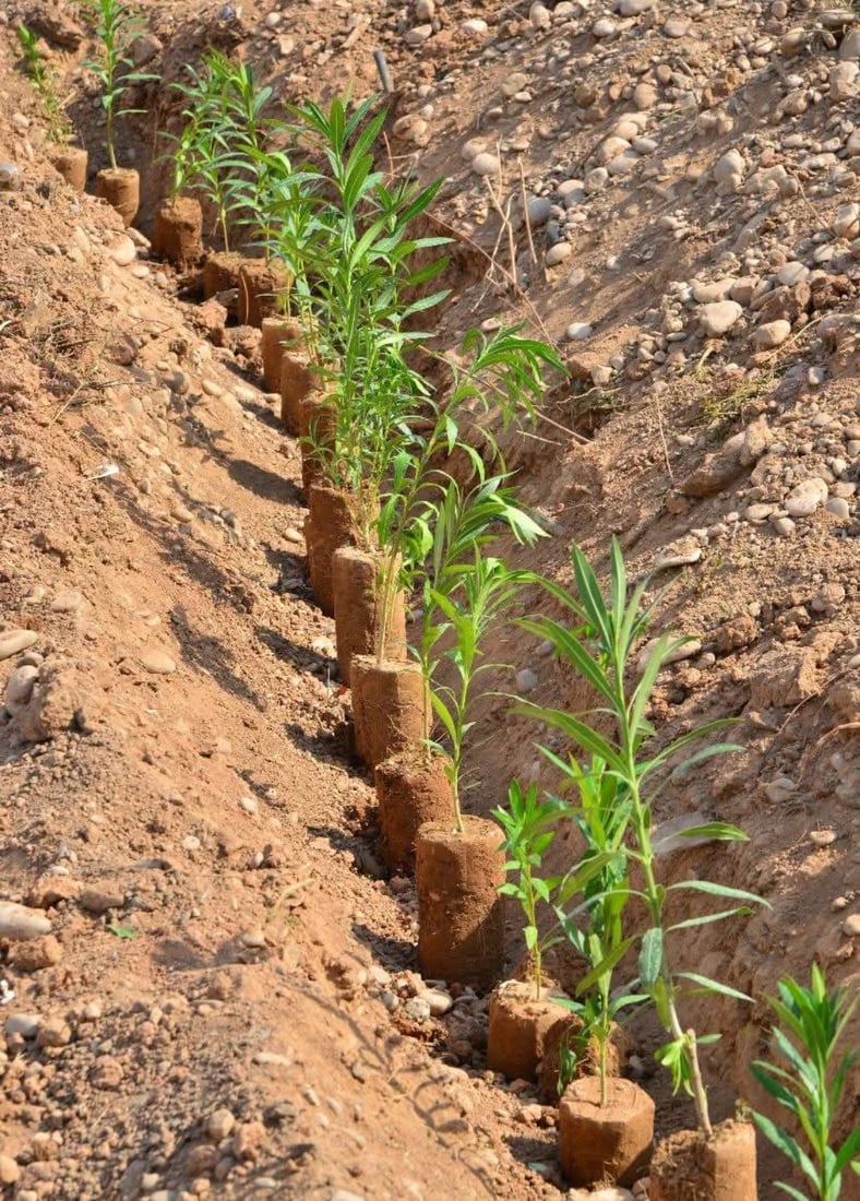 شه‌قامی 120 مه‌تری هەولێر سه‌وزتر ده‌كرێت