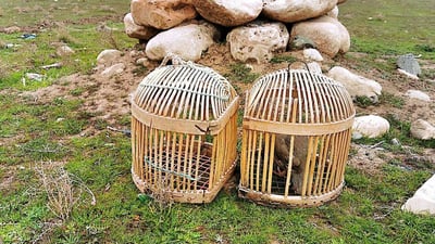 لە سلێمانی پێنج كەس بەهۆی دەستدرێژیكردنە سەر ژینگە دەستگیركران