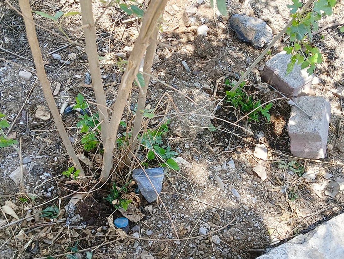 له‌ هه‌ڵه‌بجه  كه‌سانى نه‌ناسراو‌ نه‌وتیان رژاندووه‌ته‌ ژێر چه‌ند دره‌ختێك