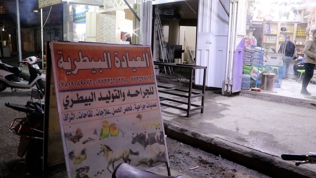 علاج مجاني لحيوانات الشارع في الكوت.. رأفة ورفق من فريق عيادة القمة (صور)