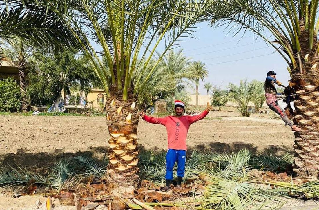 النخيل أصبح طويلاً والفلاح يتهرب من رعايته: لن نتسلق 20 متراًً في أبو غريب