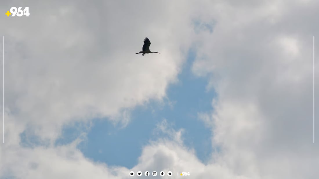 صور من السليمانية: اللقلق يبنى الأعشاش على أبراج الكهرباء.. سيهاجر بعد 8 شهور