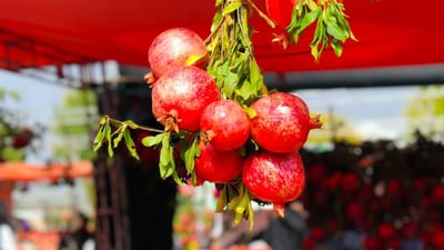 له‌ هه‌ڵه‌بجه‌ خاوه‌ن باخه‌كانى هه‌نار كۆده‌كرێنه‌وه‌