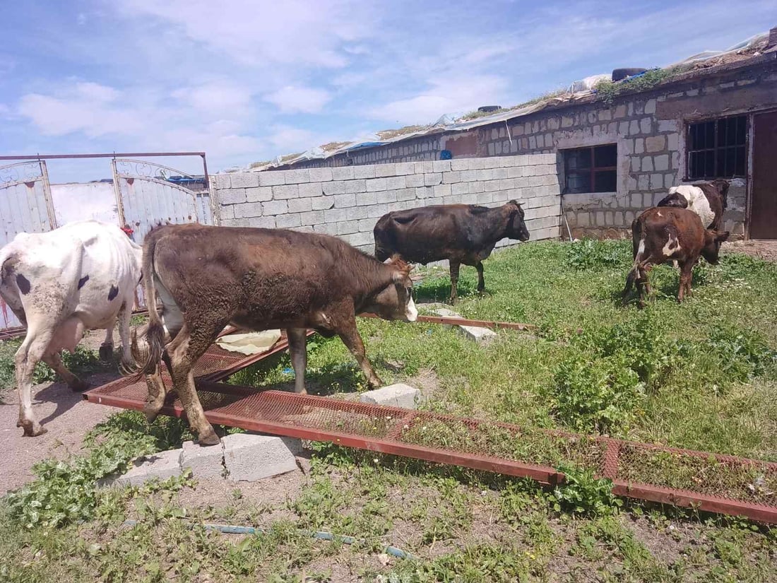 لە هەڵەبجە چەند مانگایەك دەستگیركران