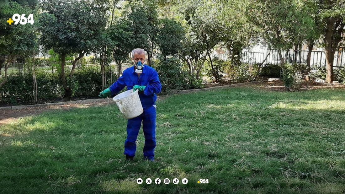 چیمەنی چەند باخێکی سلێمانی تووشی کرمی قالۆنچەیی بوون