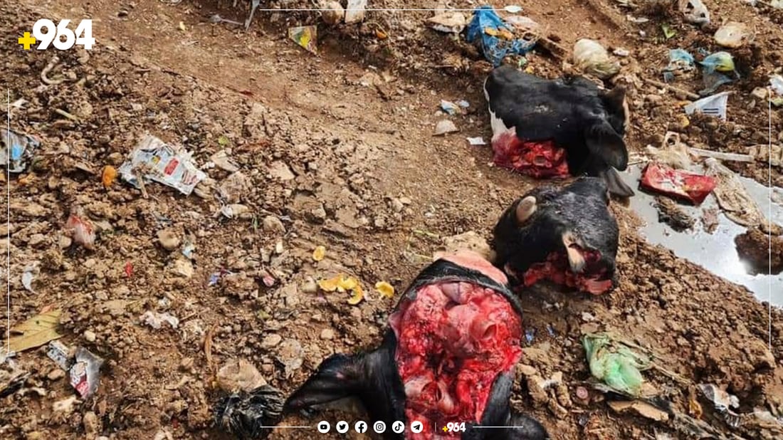 لە هەڵەبجە 150 کیلۆ گۆشت دەستی بەسەردا گیرا