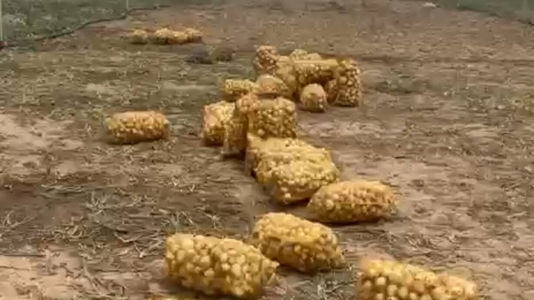 جلولاء تجني 2500 طن من البصل الكرستالي والأحمر (صور)