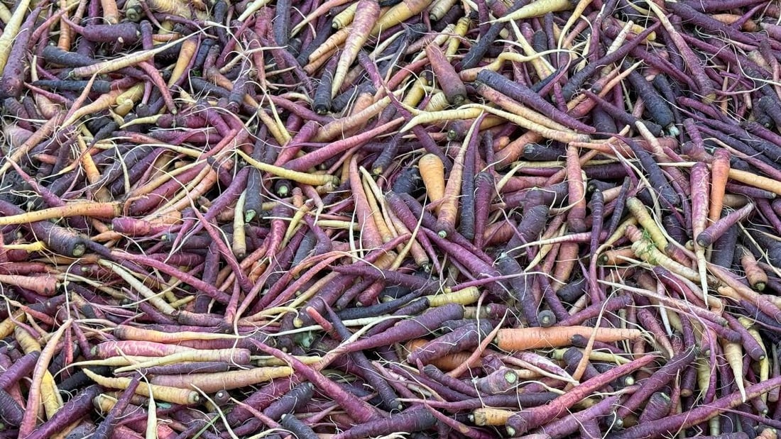 Local ‘Deira Carrots’ win favor in Basra markets for sweet qualities