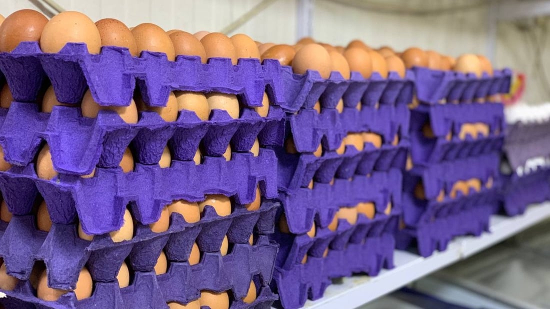 Iraq now reports 3 billion egg shortfall after May surplus figures