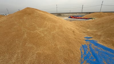 Teen dies in Wasit after being buried under wheat during nighttime harvest