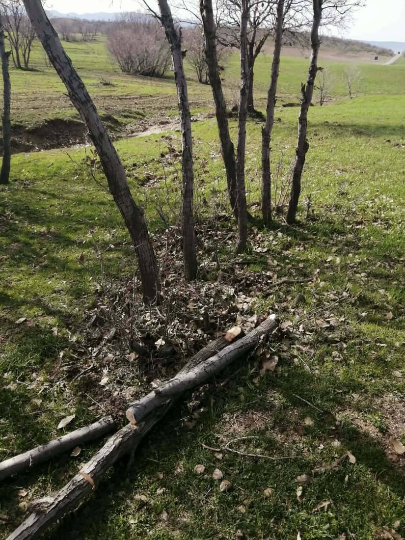 ژمارەیەک داربەڕووی جوانی لە قەرەداغ بڕییەوە؛ دەستگیر کرا