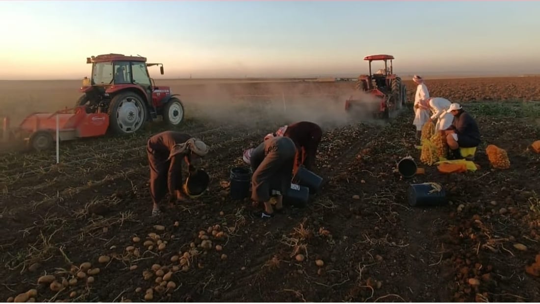 Potato harvest begins in Rabia with high expectations