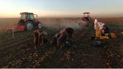 Potato harvest begins in Rabia with high expectations