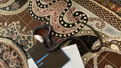  لەسەر چارەسەرکردنى مارێک نەخۆشخانەى قەڵادزێ روونکردنەوە دەدات