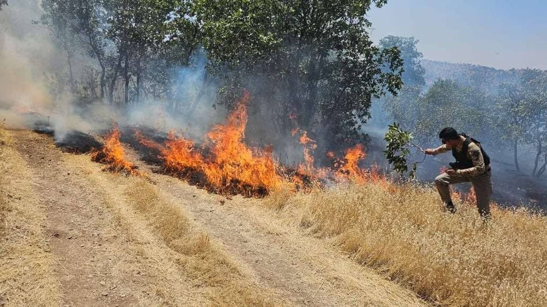 سووتانی دارستانەكان بە شێوەیەكی بەرچاو زیادیان كردووە
