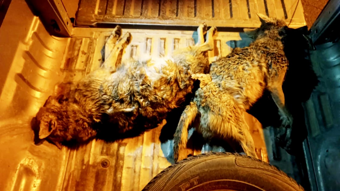 چوار هاوڵاتى به‌ دوو گورگەوە ده‌ستگیر كران