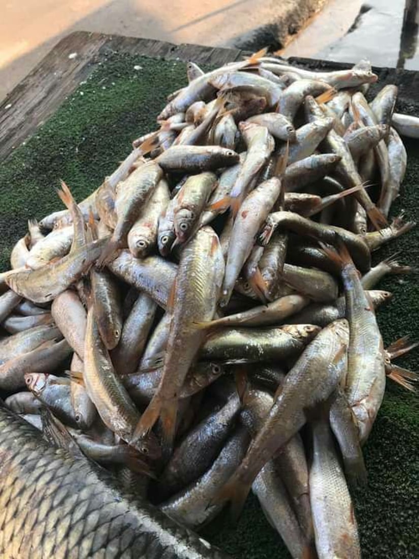 دجاج آلتون كوبري ينخفض إلى 2500.. اللحم والسمك يحلقان بعد ردم البحيرات والنزفية