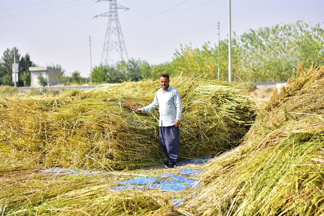 کونجییەکەی شارەزوور بڕشتی باشە و  بەدڵی حەمەخانە