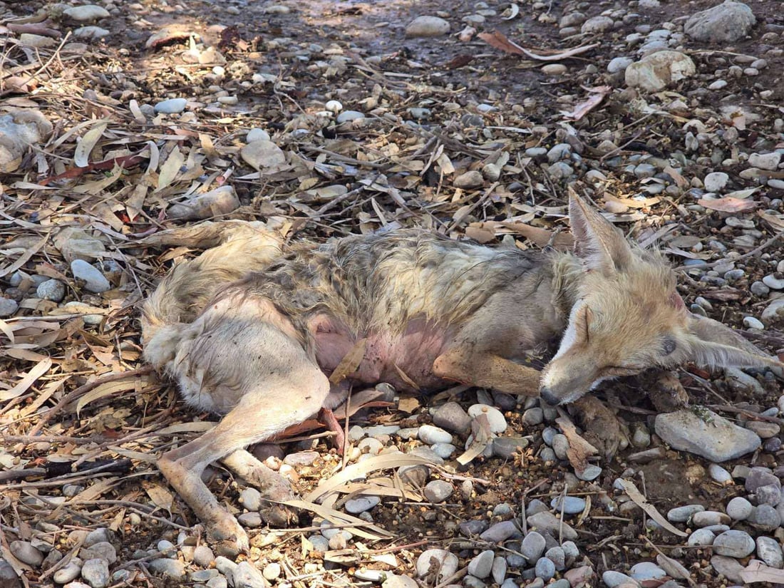 رێوییەکی نەخۆش تیمار کرا و بە سروشت شاد کرایەوە