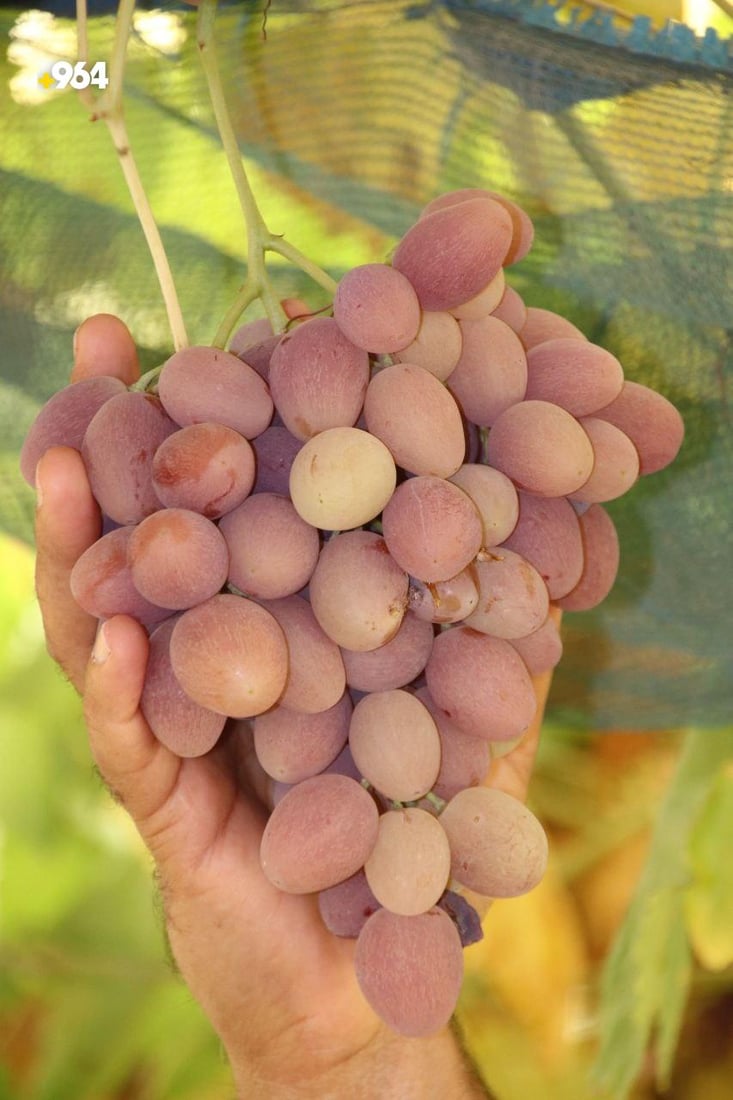 زراعة دهوك: رغم انخفاض إنتاج العنب 50% إلا أنه سيغطي حاجة كردستان