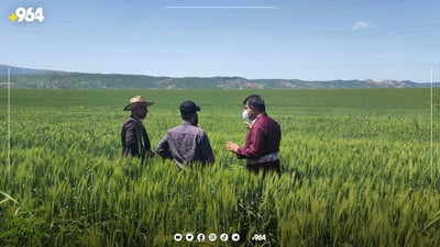 گه‌نم و جۆى ده‌شتى هه‌ریر سه‌لامه‌ته‌