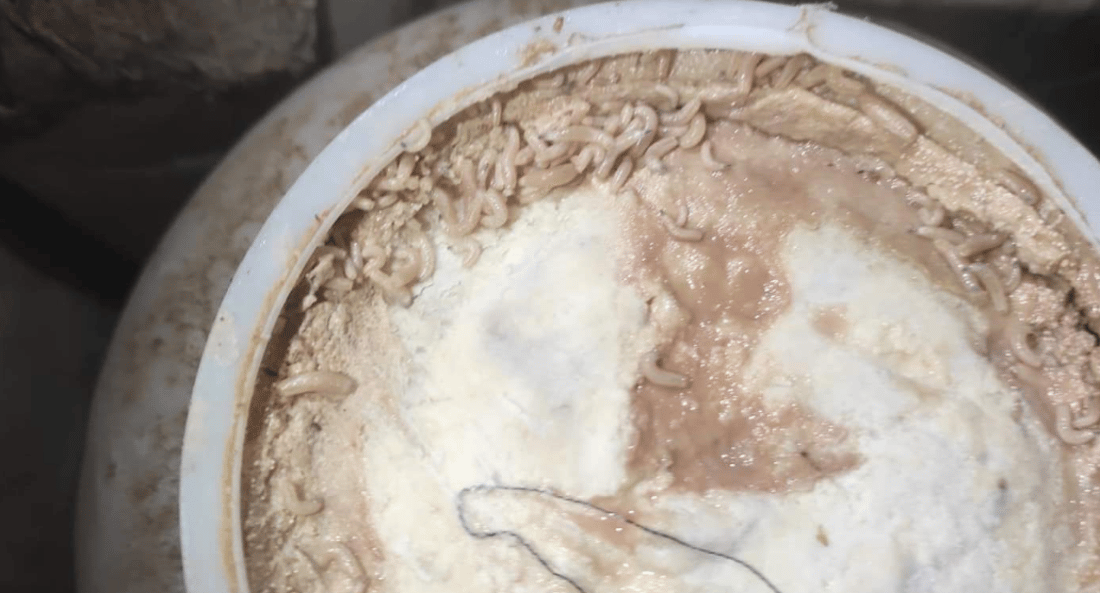 زیاتر لە دوو تۆن سێو و خورما و پەنیرى نەشیاو بۆ خواردن دەستیان بەسەرداگیرا
