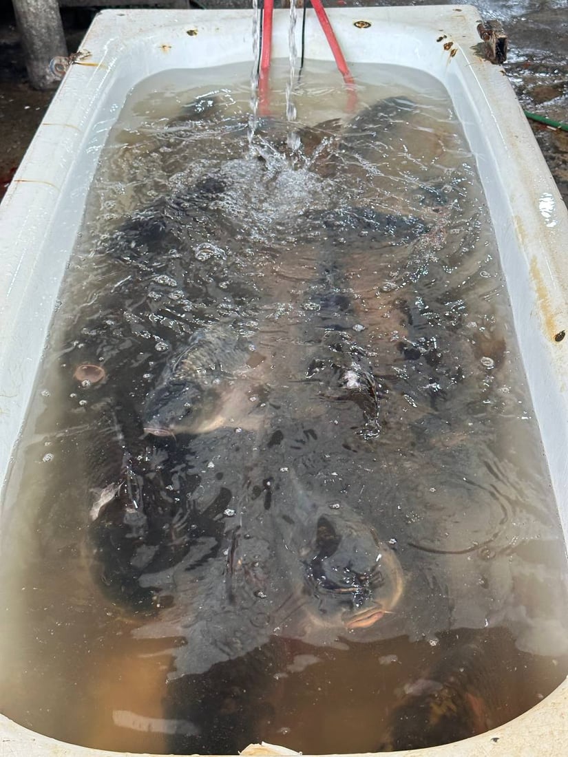 صور: أسماك المحافظات لم تصل الى سوق الميدان في الموصل.. والسعر ارتفع قليلاً