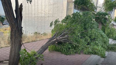 رەشەبا 10 داری لە سلێمانی شکاندووە