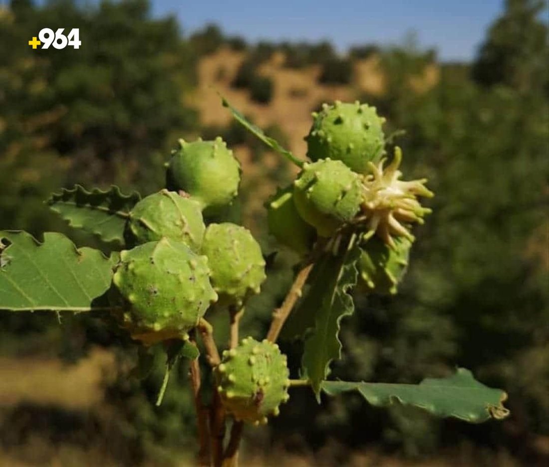 كردستان تصدّر 50 طناً من البلوط “الوبري” إلى تركيا خلال يومين (صور)