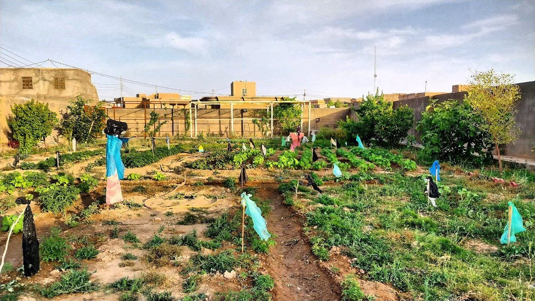 صور من القائم: حدائق منزلية تزرع الباميا والفلفل.. “طعمها طيب وتُغني عن السوق”