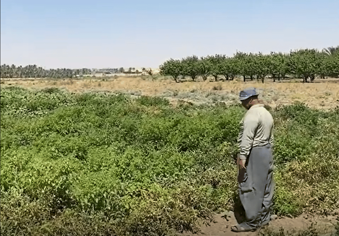 The balanced flavor of Hit tomatoes captivates Baghdad