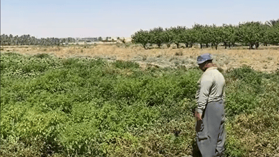 The balanced flavor of Hit tomatoes captivates Baghdad